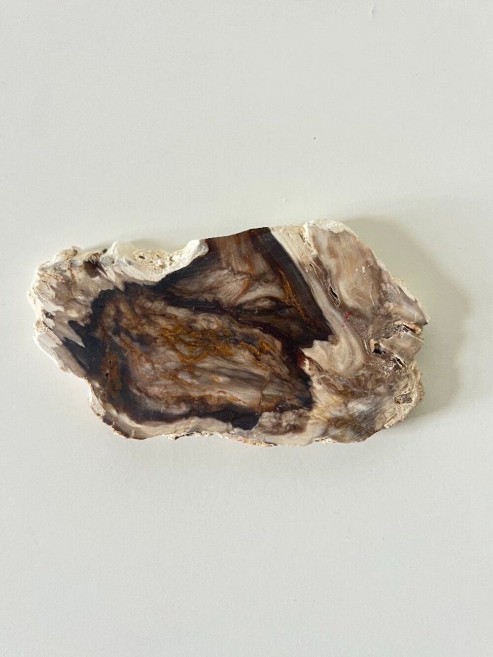 Saddle Mountain Washington Petrified Wood Slab